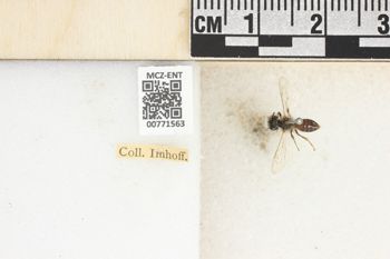Media type: image;   Entomology 771563 Aspect: Labels